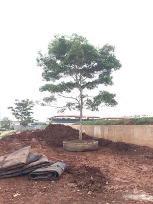 คุณภาพ เรือยางทางทะเลเปิดตัวถุงลมนิรภัย Dry Dock เปิดตัวเรือยก โรงงาน